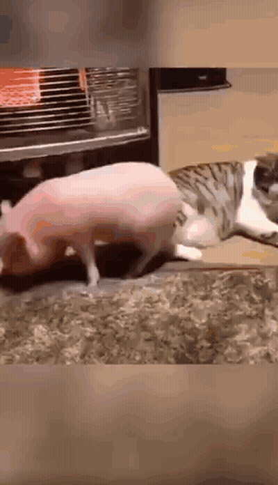 A Pig And A Cat Are Playing With Each Other On A Rug . GIF