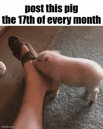 A Pig Is Biting A Person 'S Foot With A Caption That Says Post This Pig The 17Th Of Every Month GIF