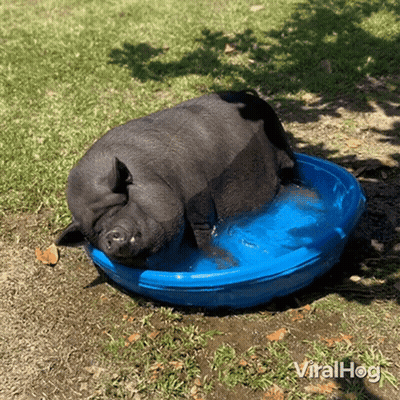 A Pig Is Laying In A Blue Bucket Of Water With The Words Viralhog Written Below It GIF