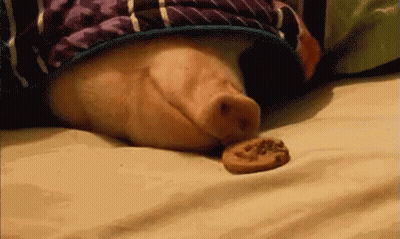 A Pig Is Laying On A Bed With Its Head On A Cookie . GIF