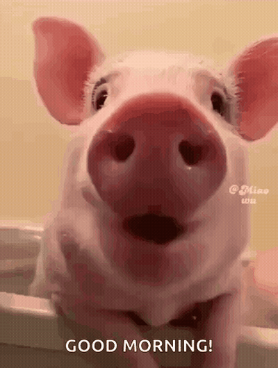 A Pig Is Sitting In A Bathtub With Its Mouth Open And Says Good Morning . GIF