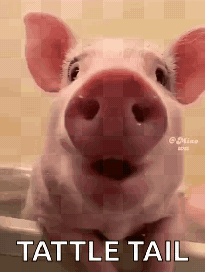 A Pig Is Standing In A Bathtub With Its Mouth Open And The Words Tattle Tail Written On The Bottom . GIF