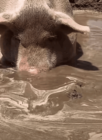 A Pig Is Standing In A Muddy Puddle Of Water GIF