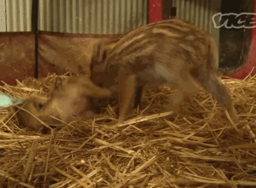 A Pig Is Standing In A Pile Of Hay With The Word Vice Visible GIF
