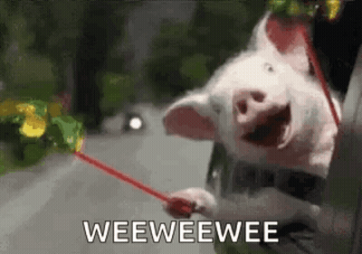A Pig Is Sticking Its Head Out Of A Car Window Holding A Red Stick . GIF