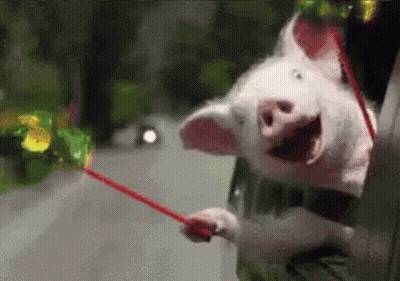 A Pig Is Sticking Its Head Out Of A Car Window While Holding A Red Ribbon . GIF
