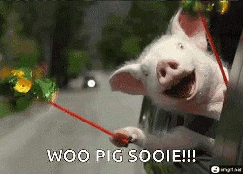 A Pig Is Sticking Its Head Out Of A Car Window With The Words Woo Pig Sooie Below It GIF