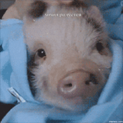 A Pig Is Wrapped In A Blue Blanket And Has The Word Xohol Written On It GIF