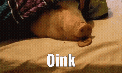 A Pig Laying On A Bed With The Word Oink Written On The Bottom GIF