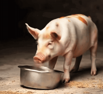 A Pig Standing Next To A Bowl Of Food GIF