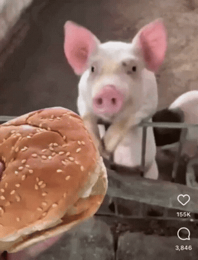 A Pig Standing Next To A Hamburger With Sesame Seeds GIF