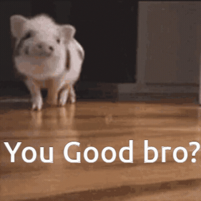 A Pig Standing On A Wooden Floor With The Words " You Good Bro " Written Below It GIF