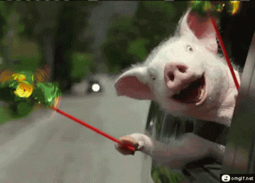 A Pig Sticking Its Head Out Of A Car Window GIF