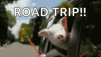 A Pig Sticking Its Head Out Of A Car Window With The Words `` Road Trip '' Written Above It . GIF