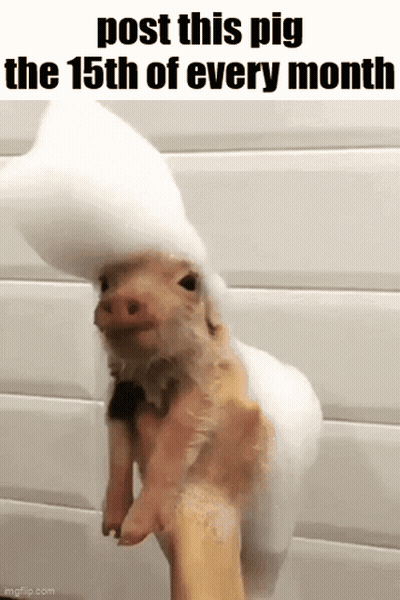 A Pig Wearing A Foam Hat Is Being Held By A Person . GIF