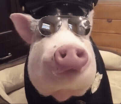 A Pig Wearing A Police Uniform And Sunglasses Is Sitting In A Dog Bed . GIF