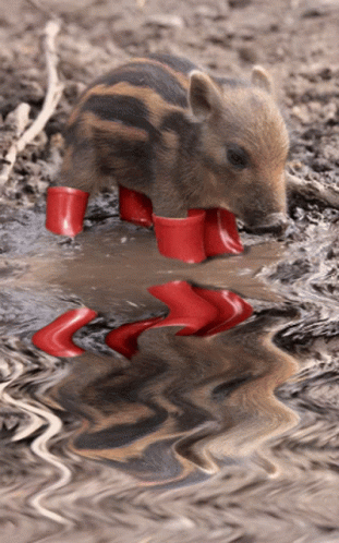 A Pig Wearing Red Boots Is Standing In A Puddle Of Water GIF