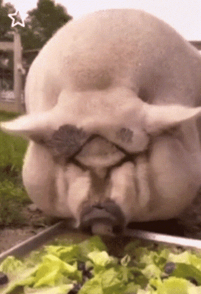 A Pig With A Mustache Is Eating Lettuce From A Plate GIF
