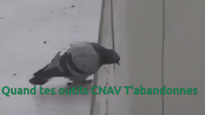 A Pigeon Is Perched On The Side Of A Building Next To The Words Quand Tes Outils Cnav GIF