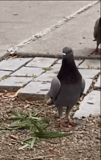 A Pigeon Is Standing On A Sidewalk Next To Some Grass . GIF