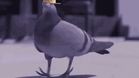 A Pigeon Wearing A Yellow Hat Is Walking On A Gray Surface . GIF