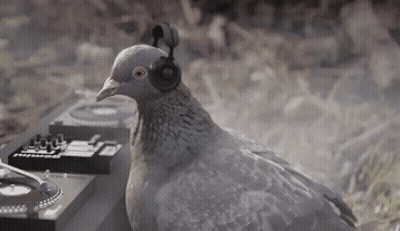 A Pigeon Wearing Headphones Is Sitting In Front Of A Dj . GIF