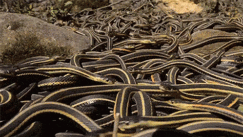 A Pile Of Snakes Are Laying On The Ground Near A Rock GIF