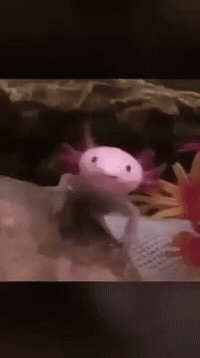 A Pink And White Axolotl Is Sitting On A Book . GIF