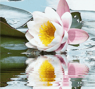 A Pink And White Flower With A Yellow Center Is Floating In The Water GIF