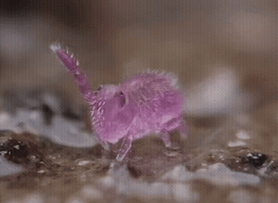 A Pink Bug Is Crawling On A Rock . GIF