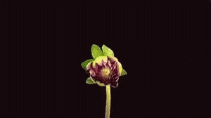 A Pink Flower Is Against A Black Background GIF