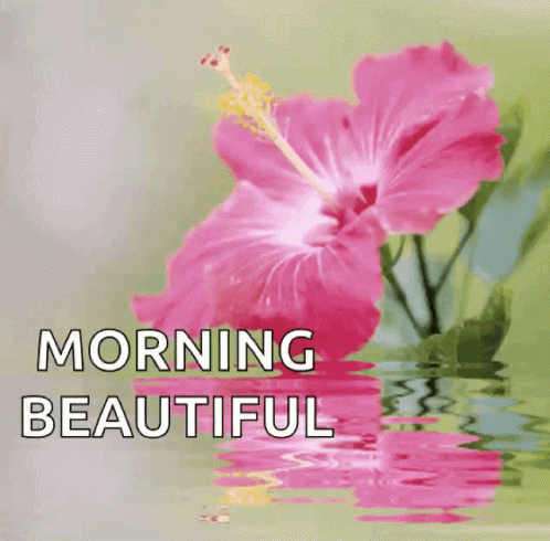 a pink flower is reflected in the water with the words morning beautiful above it