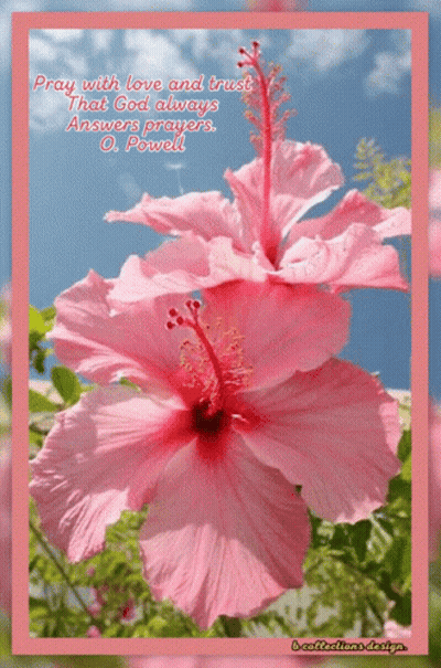 A Pink Flower With A Quote From O. Powell GIF