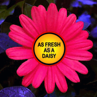 A Pink Flower With A Yellow Button That Says As Fresh As A Daisy GIF