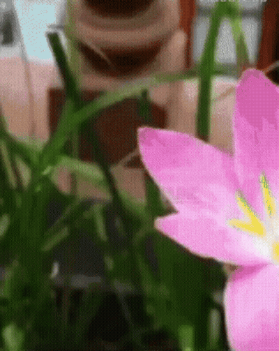 A Pink Flower With A Yellow Center In The Grass GIF
