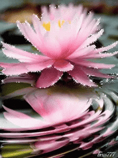 A Pink Flower With A Yellow Center Is Floating In A Pond GIF