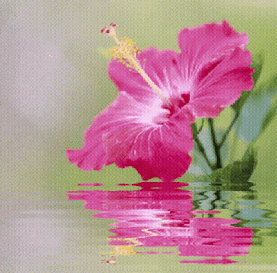 A Pink Flower With A Yellow Center Is Reflected In A Body Of Water GIF