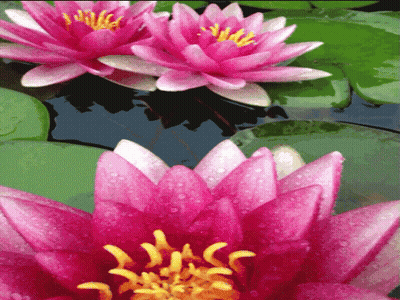 A Pink Flower With A Yellow Center Is Surrounded By Green Leaves GIF