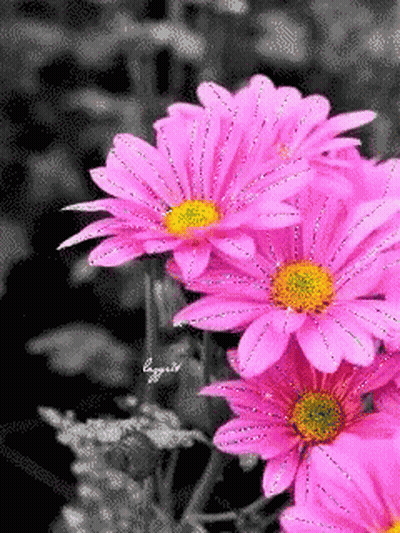A Pink Flower With A Yellow Center Is Surrounded By Other Pink Flowers GIF