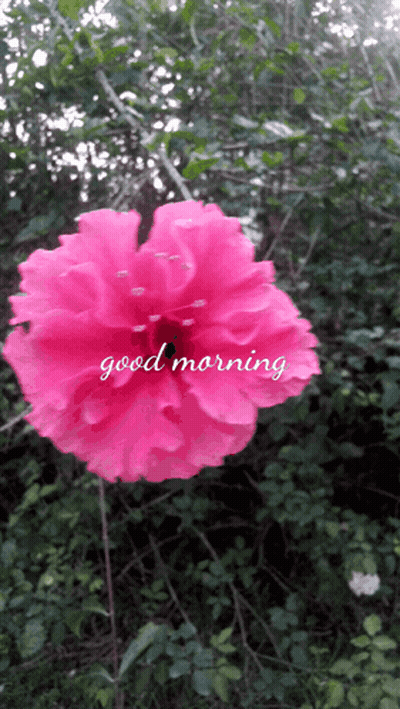 A Pink Flower With The Words " Good Morning " On It GIF