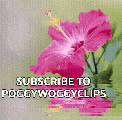 A Pink Flower With The Words " Subscribe To Poggywoggyclips " Below It GIF