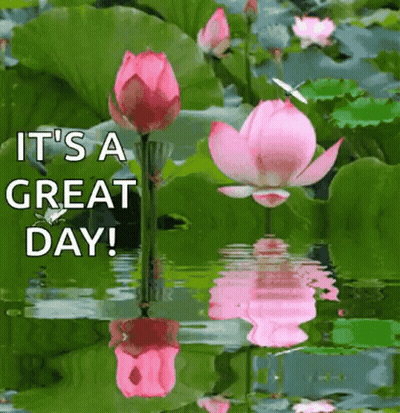 A Pink Lotus Flower Is Reflected In The Water And Says It 'S A Great Day ! GIF