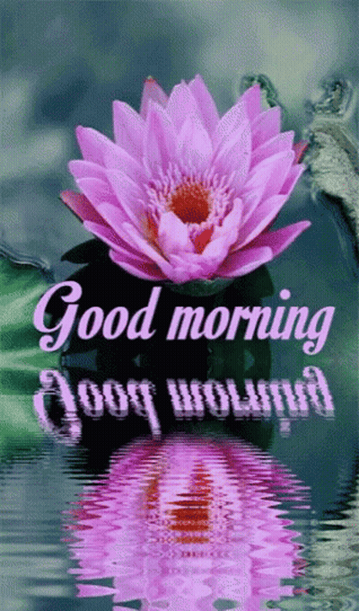 A Pink Lotus Flower Is Reflected In The Water With The Words Good Morning GIF