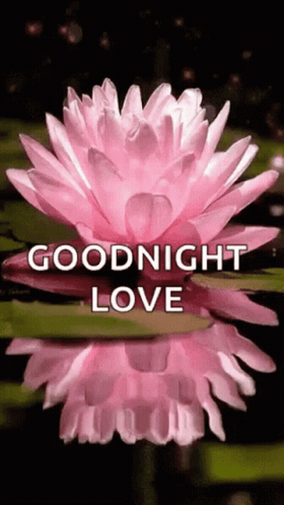 A Pink Lotus Flower With The Words `` Goodnight Love '' Written On It . GIF