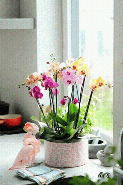 A Pink Parrot Sits Next To A Potted Plant With Orchids GIF