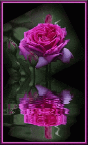 A Pink Rose Is Reflected In The Water With A Purple Border GIF