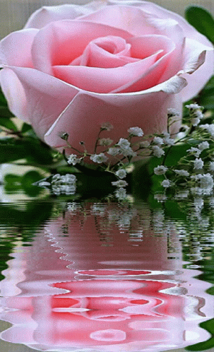 A Pink Rose Is Reflected In The Water With Baby 'S Breath In The Background GIF