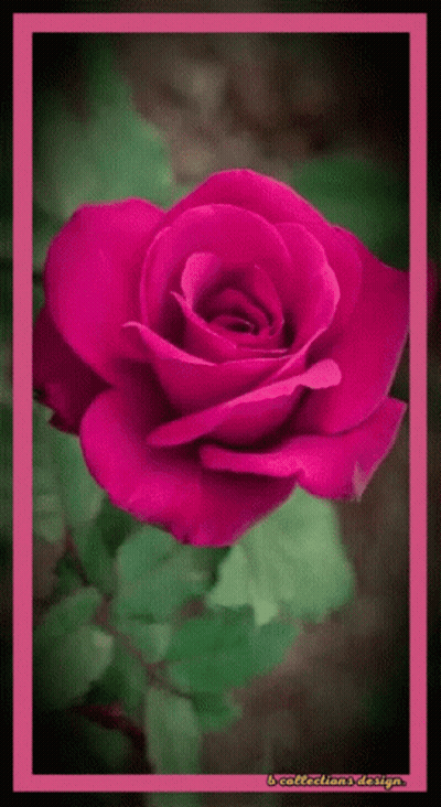 A Pink Rose Is Surrounded By Green Leaves And Has A Pink Frame Around It GIF