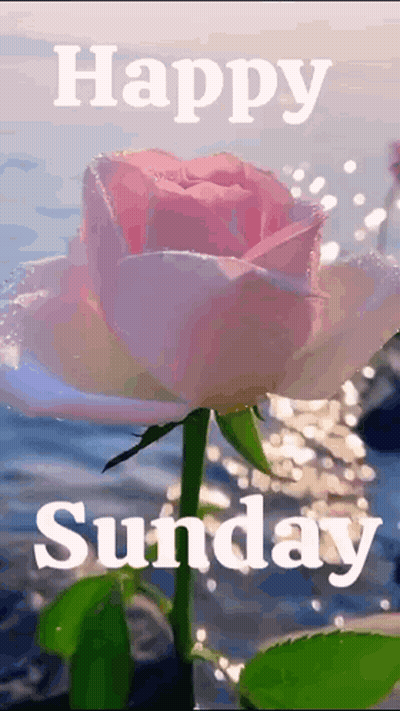 A Pink Rose With The Words `` Happy Sunday '' Above It GIF