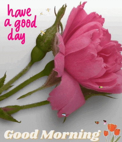 A Pink Rose With The Words Have A Good Day And Good Morning GIF